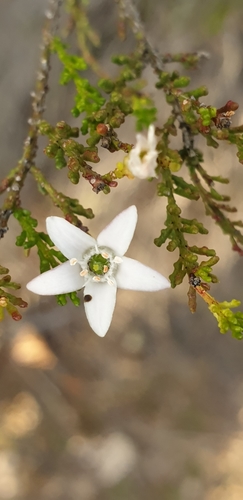 Image of Narrow-Leaf Wax Flower (Philotheca angustifolia) by (c) Andrew Thornhill, some rights reserved (CC BY)