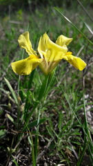 Iris arenaria