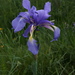 Blue Iris - Photo (c) Gergely Pápay, some rights reserved (CC BY-NC), uploaded by Gergely Pápay