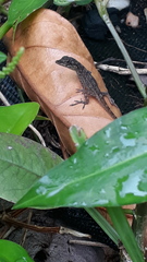 Anolis aeneus