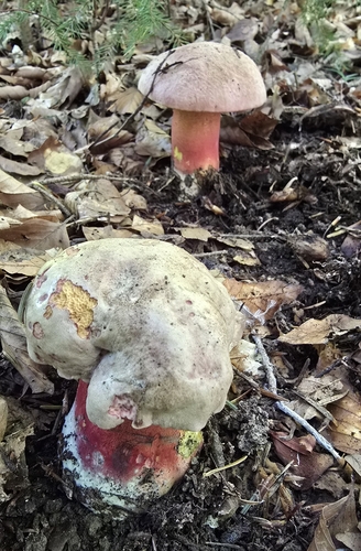 Rubroboletus rubrosanguineus — (c) Paula Nimigean, some rights reserved (CC BY)