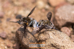 Bombylius albicapillus