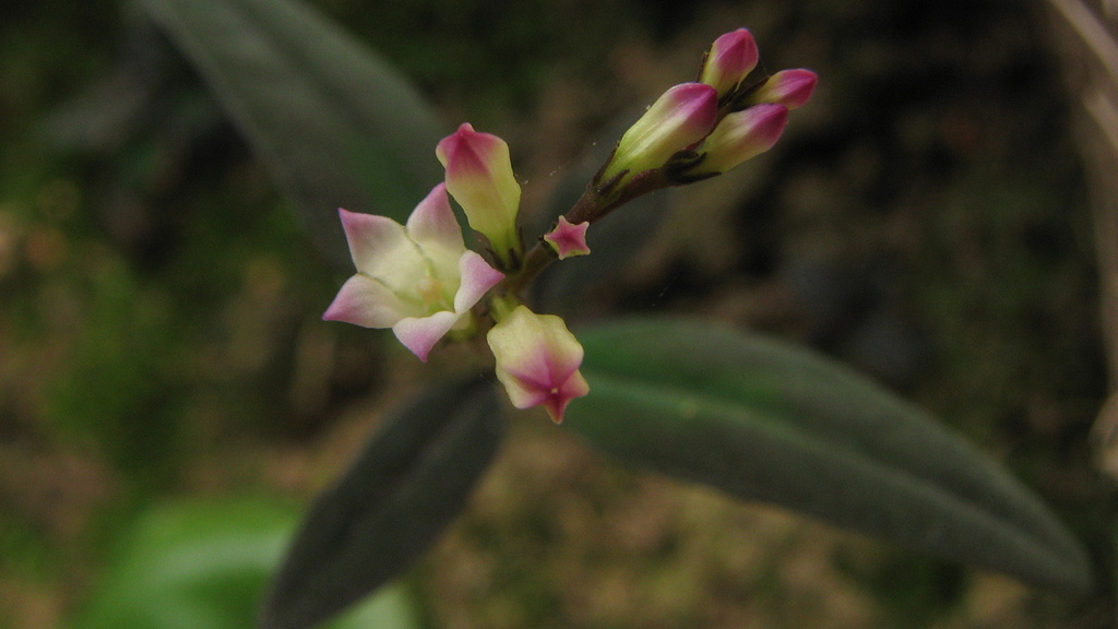 Spigelia genuflexa