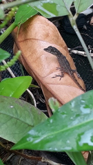 Anolis aeneus