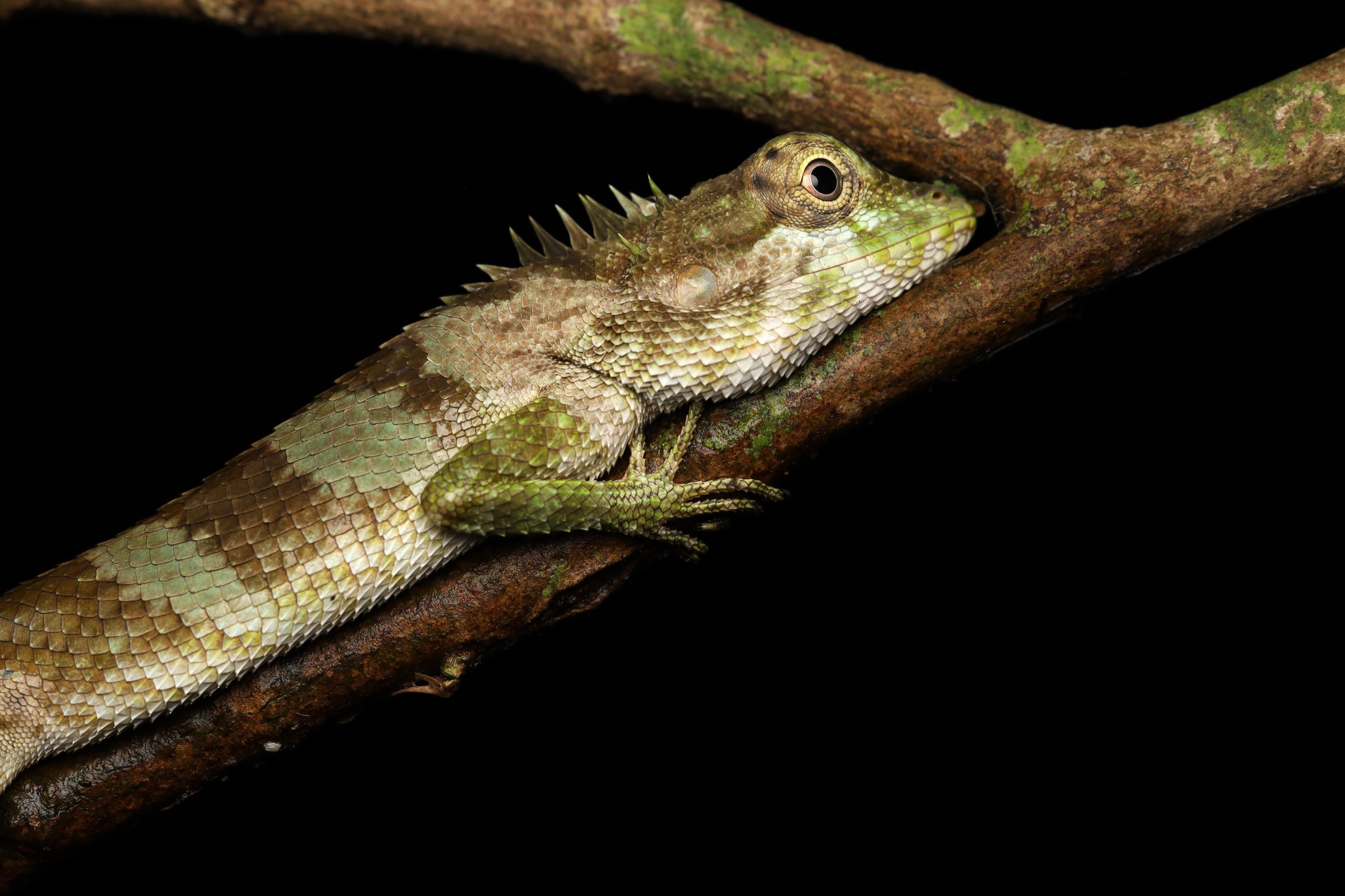 Manamendra-Arachchi's Whistling Lizard