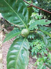 Posoqueria latifolia