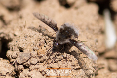 Bombylius albicapillus