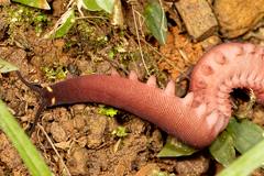 Macroperipatus torquatus