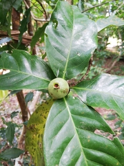 Posoqueria latifolia