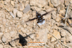 Bombylius albicapillus