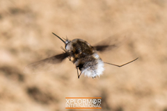Bombylius albicapillus