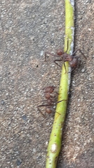 Acromyrmex octospinosus