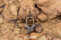 Heterostylum robustum