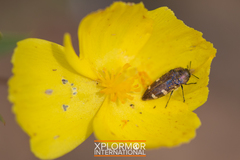 Acmaeodera prorsa