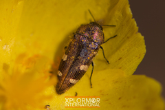 Acmaeodera prorsa