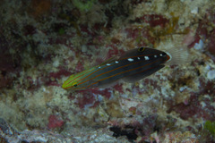 Koumansetta rainfordi