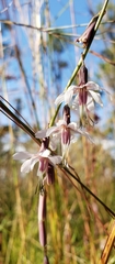Nabalus autumnalis