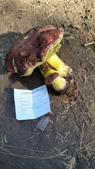 Butyriboletus autumniregius