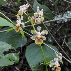 Trichocentrum andreanum, photograph (c) Matteo Cassella, some rights reserved (CC BY-SA)