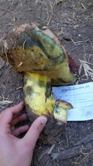 Butyriboletus autumniregius