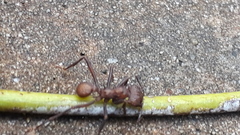 Acromyrmex octospinosus