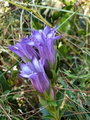 Gentiana catesbaei