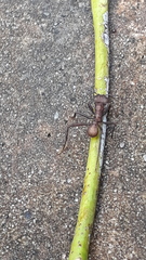 Acromyrmex octospinosus