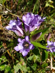 Gentiana catesbaei