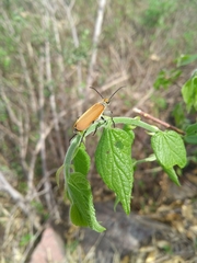 Epicauta rufipennis