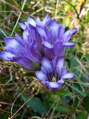 Gentiana catesbaei