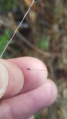 Kellochloa verrucosa