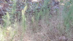 Kellochloa verrucosa