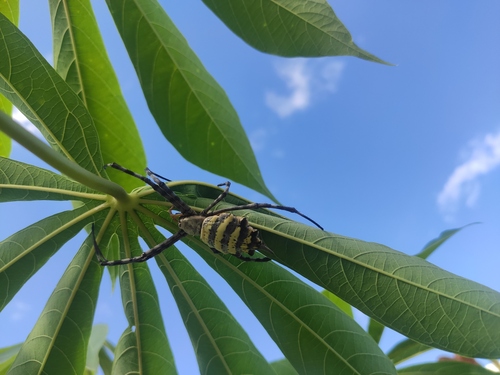 Common Garden Orbweb Spider