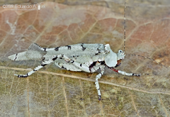 Lichenomorphus fuscifrons