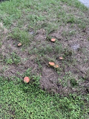 Hortiboletus rubellus image