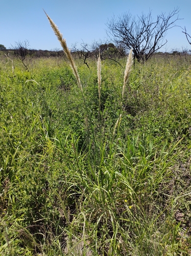 Limestone Pappus Grass (Pappophorum pappiferum)
