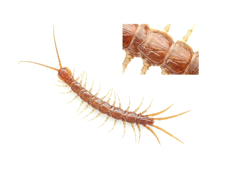 Ethopolys xanti