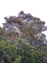 Hesperomeles ferruginea