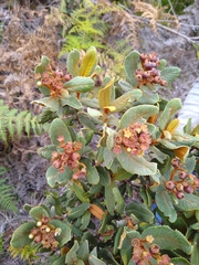 Hesperomeles ferruginea