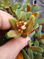Hesperomeles ferruginea
