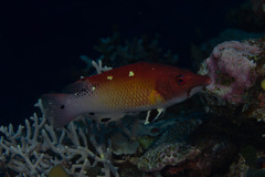 Bodianus dictynna