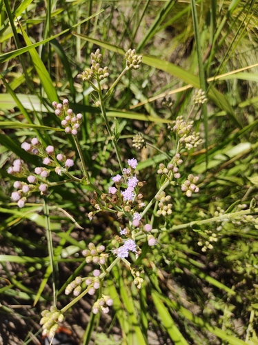 Chromolaena ivifolia, photograph 4
