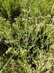 Chromolaena ivifolia, photograph (c) Lucas Carbone, some rights reserved (CC BY)