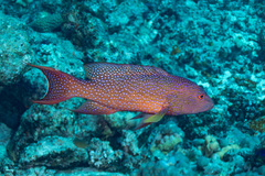 Variola albimarginata