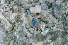 Chrysiptera caeruleolineata