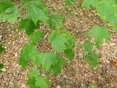 Acer leucoderme