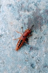 Platydracus vittatus