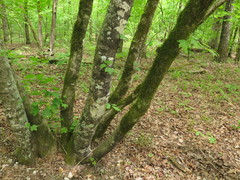 Acer leucoderme