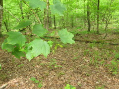 Acer leucoderme