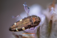 Acmaeodera prorsa